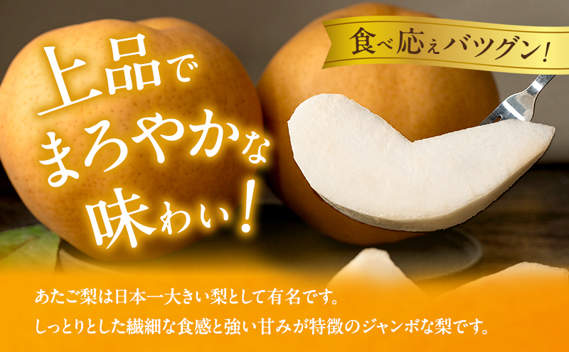 梨 2026年 備前横綱梨（あたご梨）3玉（1玉1～1.4kg）贈答箱【11月下旬～12月中旬頃発送】 ナシ なし 岡山県産 国産 フルーツ 果物 ギフト 石原果樹園 繊細な味 ジャンボ梨 