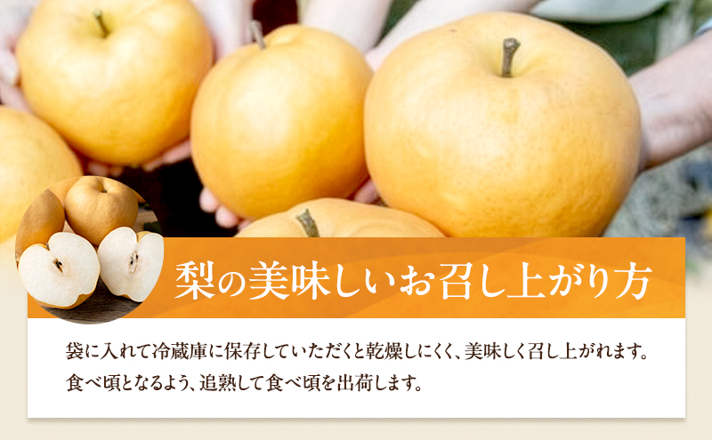 梨 2026年 備前横綱梨（あたご梨）3玉（1玉1～1.4kg）贈答箱【11月下旬～12月中旬頃発送】 ナシ なし 岡山県産 国産 フルーツ 果物 ギフト 石原果樹園 繊細な味 ジャンボ梨 