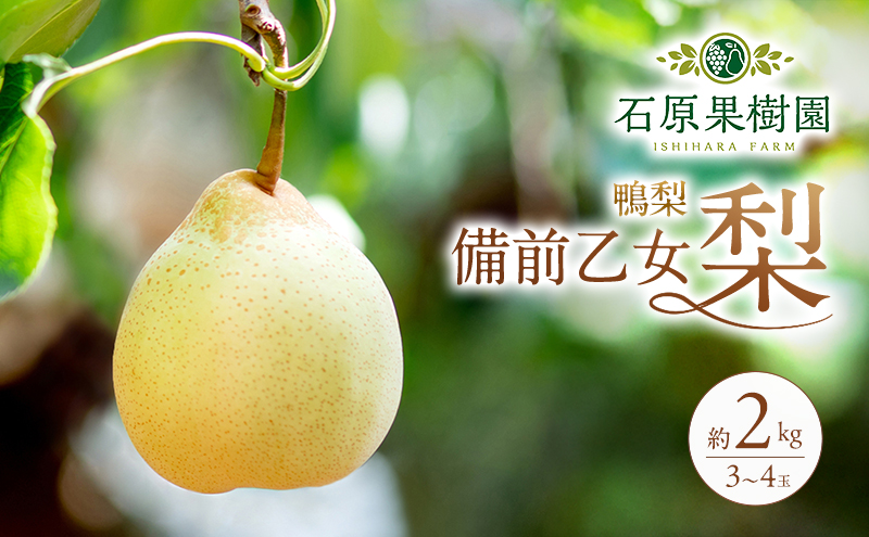 梨 2026年 先行予約 備前乙女梨（鴨梨） 3～4玉 合計約2kg【11月下旬～12月中旬頃発送】 ナシ なし 岡山県産 国産 フルーツ 果物 ギフト 石原果樹園 風味豊か 上品 希少な梨