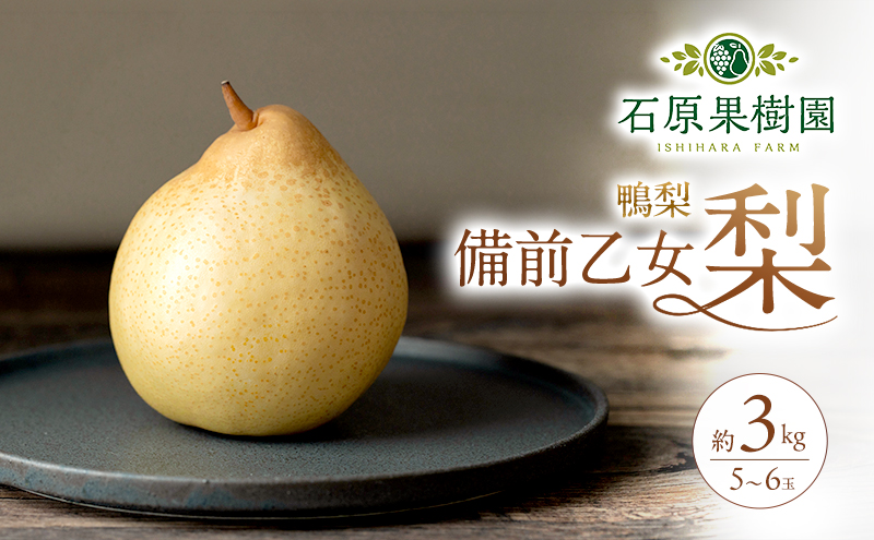 梨 2026年 先行予約 備前乙女梨（鴨梨） 5～6玉 合計約3kg【11月下旬～12月中旬頃発送】 ナシ なし 岡山県産 国産 フルーツ 果物 ギフト 石原果樹園 風味豊か 上品 希少な梨