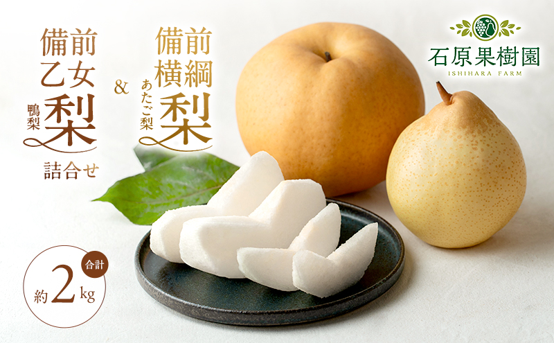 梨 2026年 先行予約 備前横綱梨（あたご梨） 1玉( 1～1.5kg)・備前乙女梨（鴨梨） 2～3玉 詰合せ 合計約2.0kg【11月下旬～12月中旬頃発送】 岡山県産 フルーツ ギフト 石原果樹園 果物 食べ比べ