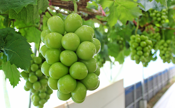 数量限定 氷温 シャイン マスカット 1房（約800g）【配達不可：北海道・沖縄・離島】 JA ぶどう 果物類 フルーツ 果物 葡萄