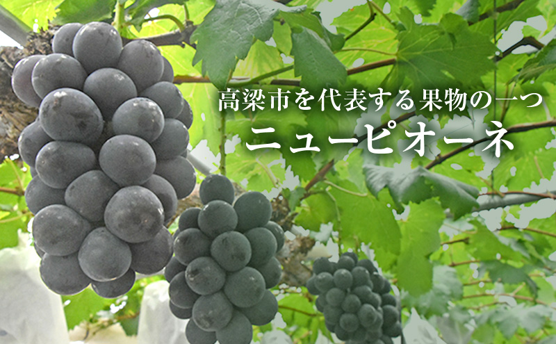 ニュー ピオーネ 約4kg ぶどう 葡萄 フルーツ 岡山 高梁市産 2026年 先行予約 果物類 果物 
