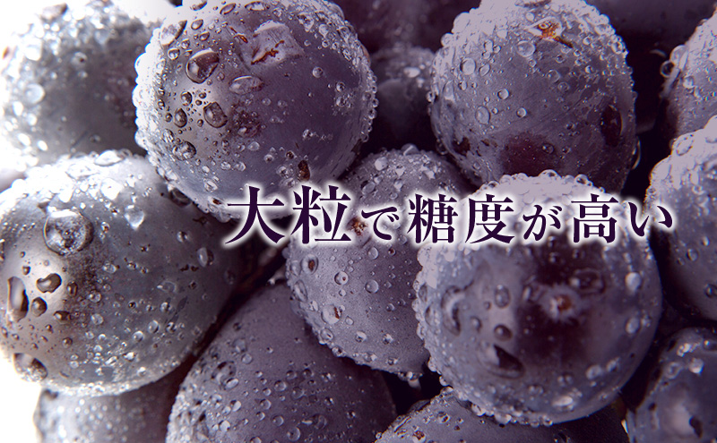 ニュー ピオーネ 約4kg ぶどう 葡萄 フルーツ 岡山 高梁市産 2026年 先行予約 果物類 果物 