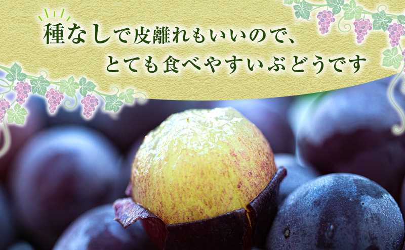 ニュー ピオーネ 約2kg 3～5房 ぶどう 葡萄 フルーツ 岡山 高梁市産 2026年 先行予約 果物類 果物 