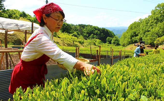 びほくの番茶 500g×2袋 飲料 ドリンク 飲料類 お茶 