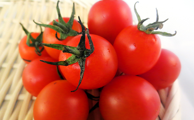 2026年 先行予約 ミニ トマト 150g 10パック とまと 岡山 高梁市産 有機 野菜