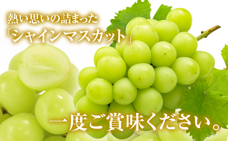 シャインマスカット 約2kg 3～5房 ぶどう 葡萄 フルーツ 岡山 高梁市産 2026年 先行予約 果物類 果物 