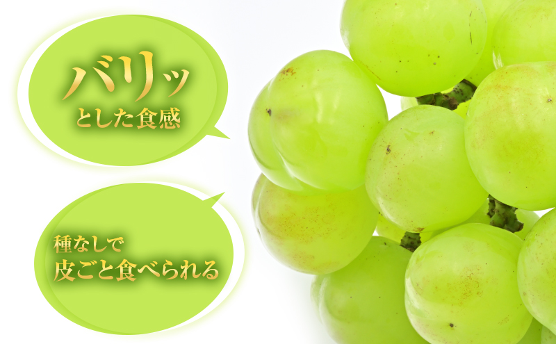 瀬戸ジャイアンツ 約2kg 3～5房 ぶどう 葡萄 フルーツ 岡山 高梁市産 2026年 先行予約 果物類 果物 