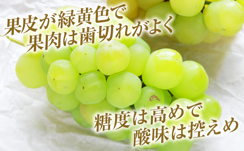 瀬戸ジャイアンツ 約2kg 3～5房 ぶどう 葡萄 フルーツ 岡山 高梁市産 2026年 先行予約 果物類 果物 