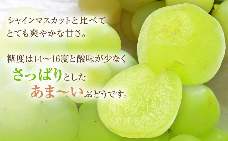 【2026年 先行予約】【訳あり品】瀬戸ジャイアンツ 2房 合計約1kg 常温配送 ぶどう 葡萄 フルーツ 果物 岡山 岡山のぶどう 食後 デザート 産地直送 皮ごと 酸味が少ない 爽やか 甘い 