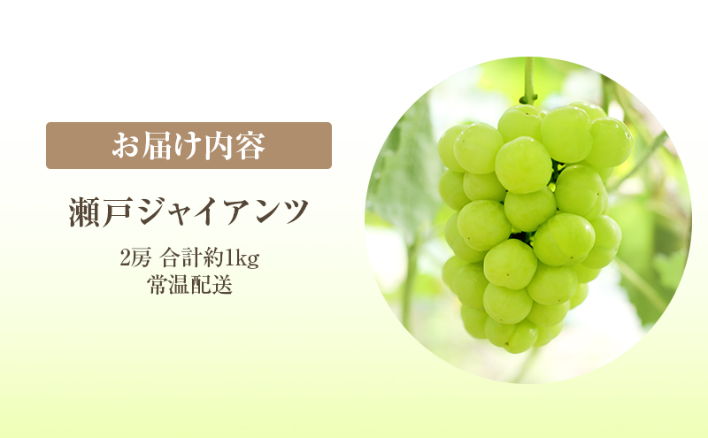 【2026年 先行予約】【訳あり品】瀬戸ジャイアンツ 2房 合計約1kg 常温配送 ぶどう 葡萄 フルーツ 果物 岡山 岡山のぶどう 食後 デザート 産地直送 皮ごと 酸味が少ない 爽やか 甘い 