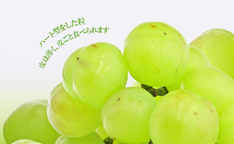 【2026年 先行予約】【訳あり品】瀬戸ジャイアンツ 2房 合計約1kg 常温配送 ぶどう 葡萄 フルーツ 果物 岡山 岡山のぶどう 食後 デザート 産地直送 皮ごと 酸味が少ない 爽やか 甘い 