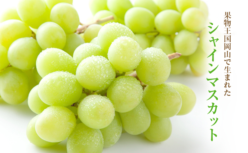 【2026年 先行予約】【訳あり品】シャインマスカット 2房 合計約1kg 冷蔵配送 ぶどう 葡萄 フルーツ 果物 岡山 岡山のぶどう 岡山の果物 食後 デザート 産地直送 大粒 皮ごと 種無し 