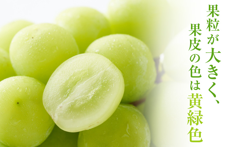 【2026年 先行予約】【訳あり品】シャインマスカット 2房 合計約1kg 冷蔵配送 ぶどう 葡萄 フルーツ 果物 岡山 岡山のぶどう 岡山の果物 食後 デザート 産地直送 大粒 皮ごと 種無し 