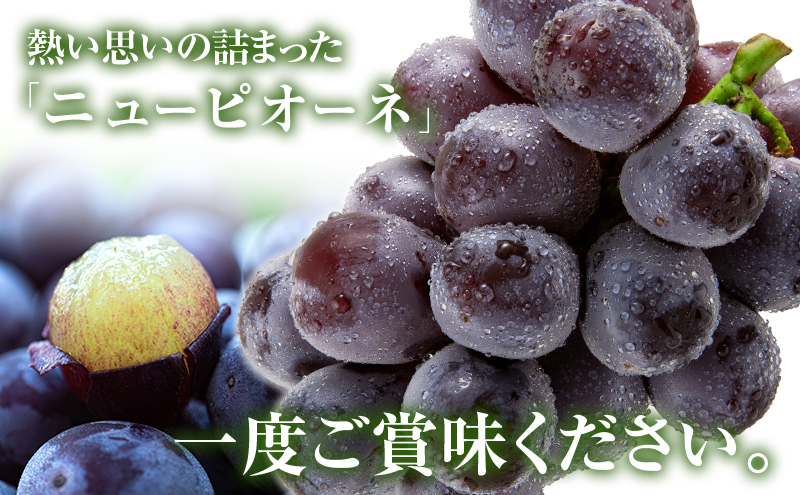 繝九Η繝シ 繝斐が繝シ繝 邏2kg 3ス5謌ソ 縺カ縺ゥ縺 闡。關 繝輔Ν繝シ繝 蟯。螻ア 鬮俶「∝クら肇 2026蟷エ 蜈郁。御コ育エ 譫懃黄鬘 譫懃黄