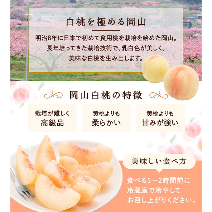 桃 2026年 先行予約 白桃 6玉 (1.5kg以上) 等級：ロイヤル 化粧箱入り もも モモ 岡山県産 国産 フルーツ 果物 セット ギフト 