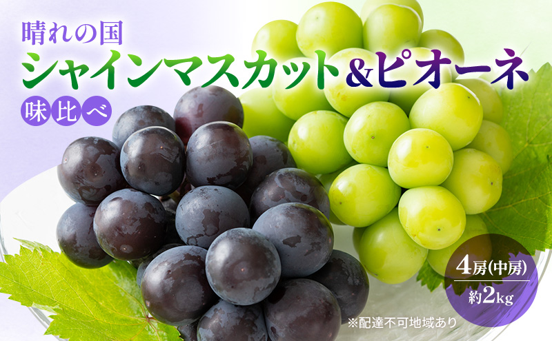 2026年 早期受付 ぶどう 晴れの国 シャインマスカット&ピオーネ 味比べ 4房（中房）化粧箱入り 岡山県 高梁市 ブドウ 葡萄 果物 フルーツ