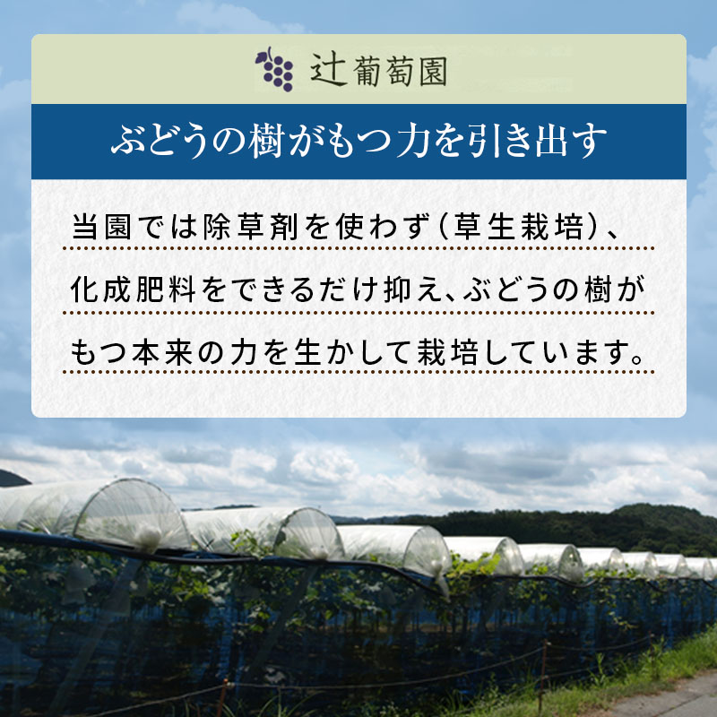 訳あり 辻葡萄園 の ニュー ピオーネ ご家庭用 満杯詰め 約4kg 岡山県産 ぶどう 葡萄 果物 フルーツ 2026年 先行予約 果物類 