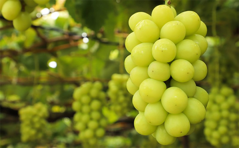 桃 ぶどう 【2026年 先行予約】 よくばり 果物 セット 岡山 白桃 2玉 合計600g以上 シャインマスカット 2房 合計1.2kg以上 ニュー ピオーネ 2房 合計1kg以上 岡山県産 国産 フルーツ 果物 ギフト