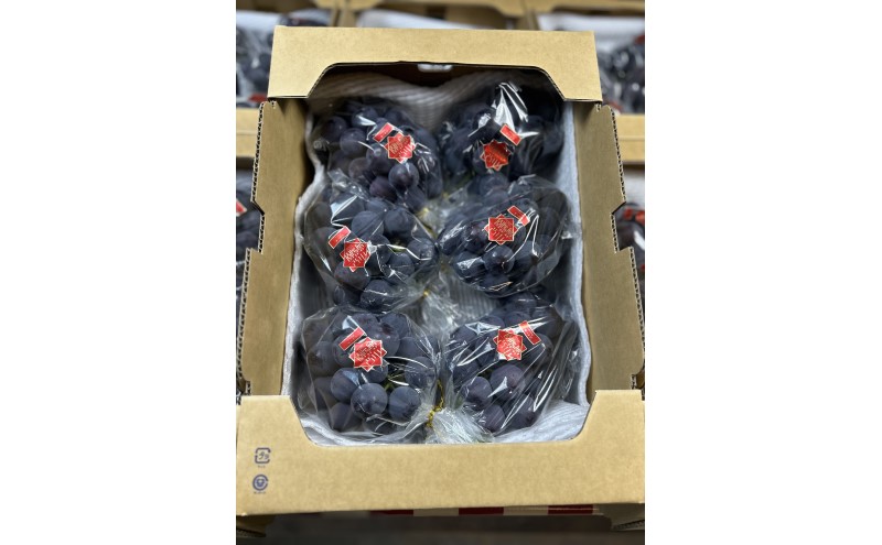 ぶどう 【2026年 先行予約】 訳あり ご家庭用 ピオーネ 4kg(5～8房) 葡萄 フルーツ 岡山 高梁市産 こあに葡萄園