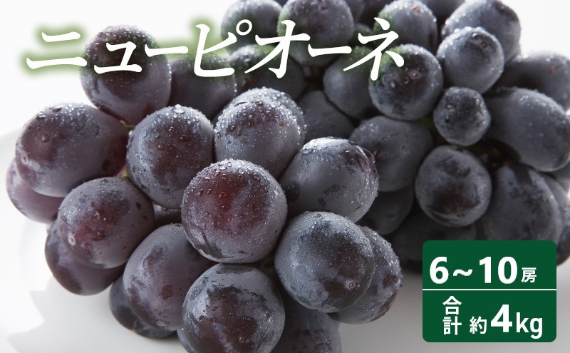 【2025年 先行予約】 ニューピオーネ 6～10房 合計約4kg 常温配送 ピオーネ ぶどう 葡萄 フルーツ 果物 岡山 高梁市