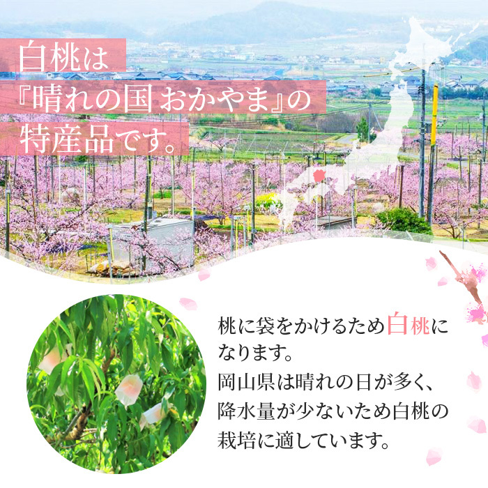 桃 2026年 先行予約 岡山 白桃 ロイヤル 約2kg 5～7玉入り もも モモ 岡山県産 国産 フルーツ 果物 ギフト 橋田商店