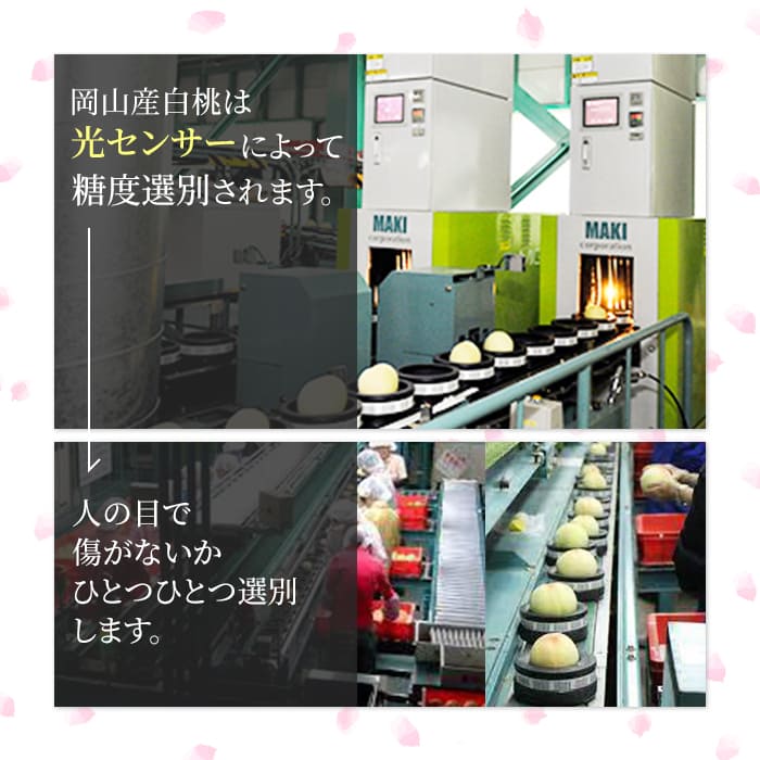 桃 2026年 先行予約 岡山 白桃 ロイヤル 約2kg 5～7玉入り もも モモ 岡山県産 国産 フルーツ 果物 ギフト 橋田商店