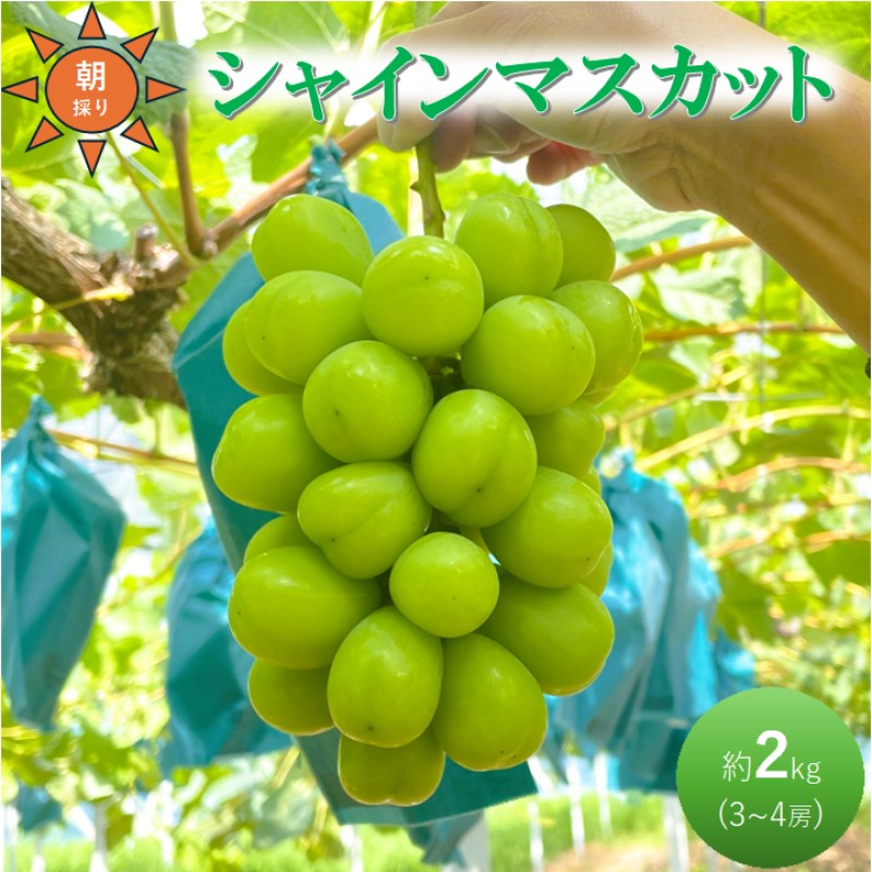 早期受付 ぶどう シャインマスカット 3～4房 約2kg 岡山県高梁市産 うめづぶどう園 化粧箱入り 葡萄 ブドウ 大粒 贈答用