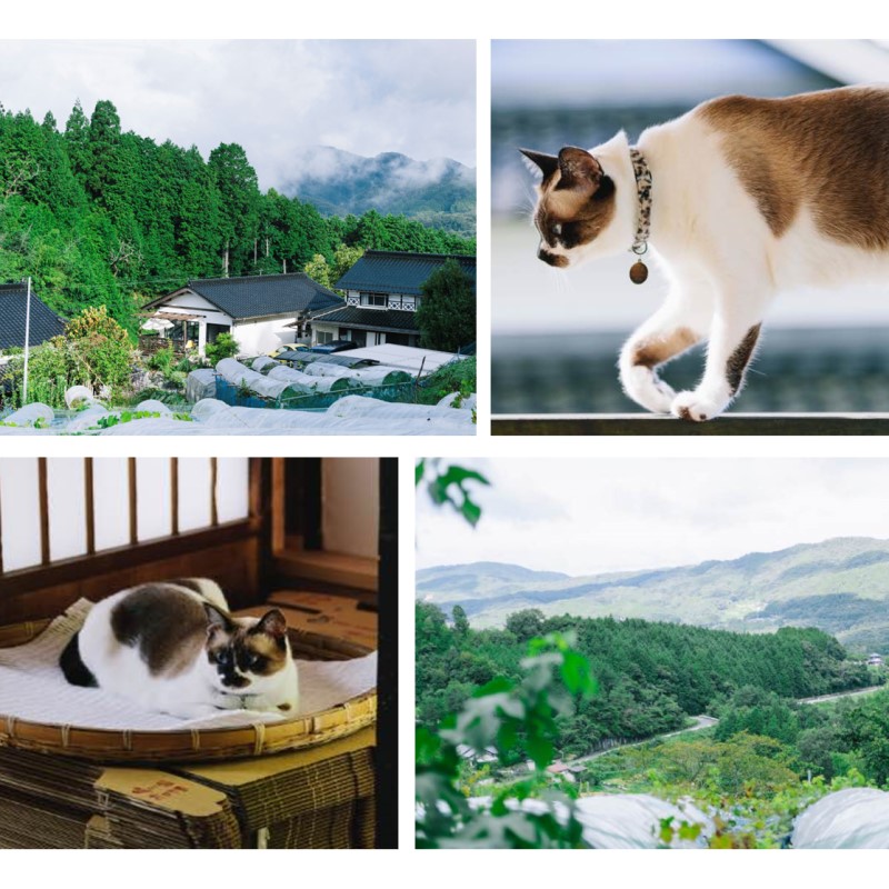 2026幎 æ©æåä» ã¶ã©ã ã®ããã埳çšãã¥ãŒããªãŒã 2kg以äž(3ïœ5æ¿) æ°ééå®ã岡山ç 髿¢åžç£