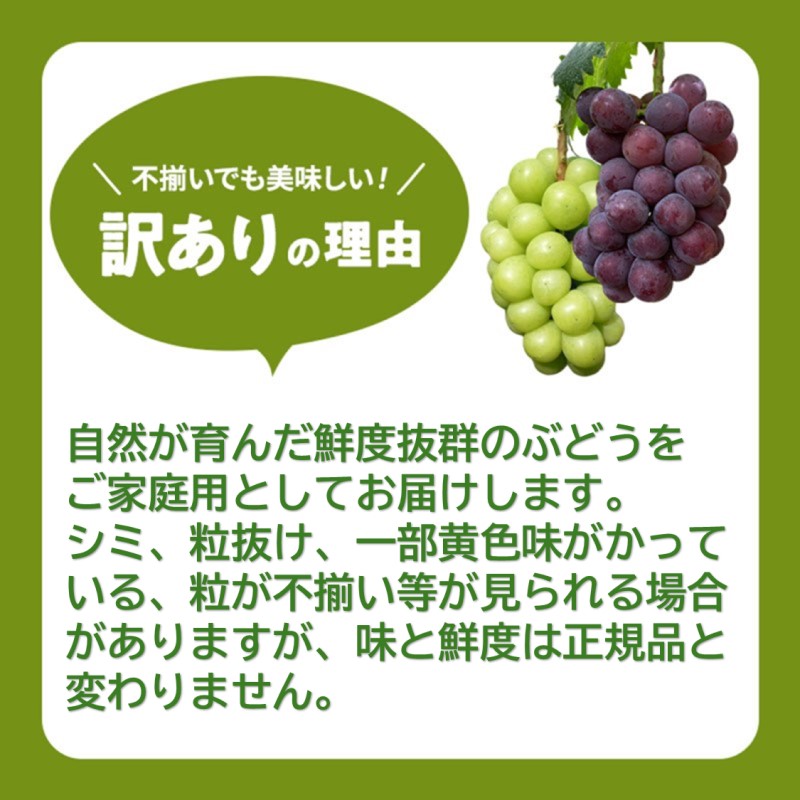 2026 早期受付 ぶどう シャインマスカット 3～4房 約2kg 岡山県高梁市産 うめづぶどう園 化粧箱入り 葡萄 ブドウ 訳あり