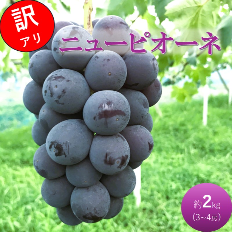 2026 早期受付 ぶどう ニューピオーネ 3～4房 約2kg 岡山県高梁市産 うめづぶどう園 化粧箱入り 葡萄 ブドウ 訳あり