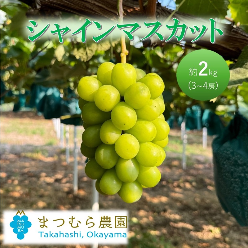 2026年 早期受付 ぶどう シャインマスカット 約２kg（3～4房）大粒  岡山県高梁市産 個装箱入り 葡萄 ブドウ 贈り物