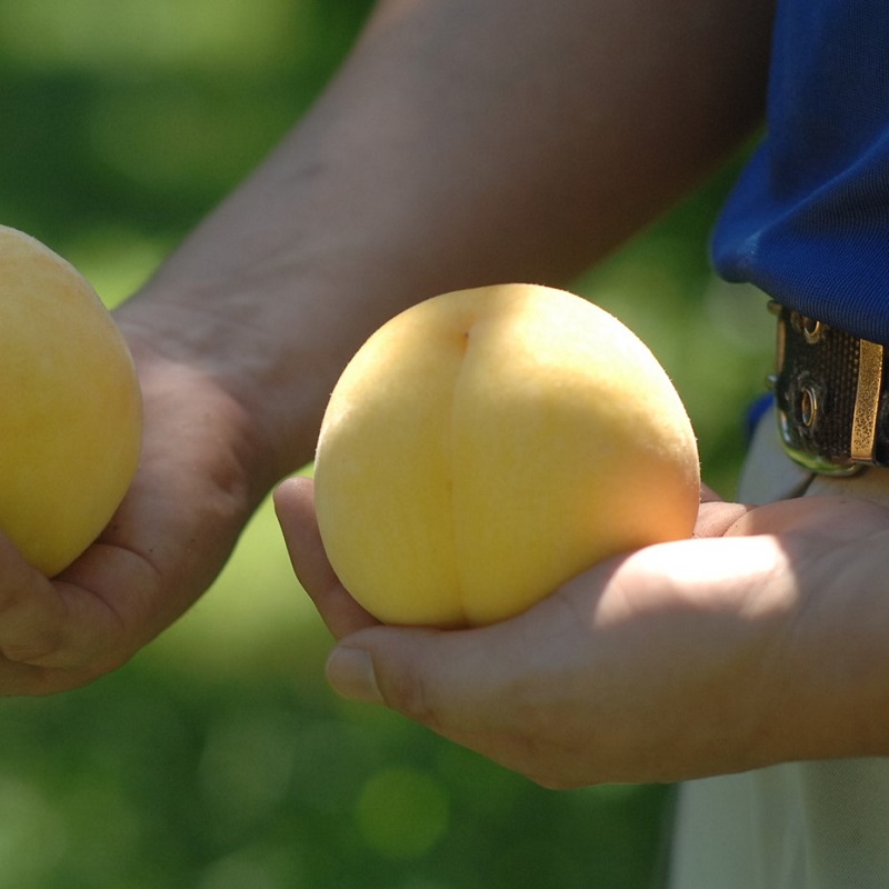 2026年 早期受付 岡山県産 黄桃 黄ららのきわみ (約2.0kg) 6～8玉 桃 もも 果物 フルーツ