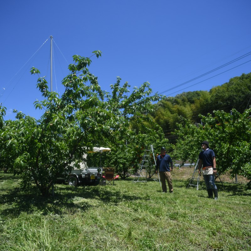 2026年 早期受付 岡山県産 清水白桃 大玉 (約2.2kg) 5～7玉 桃 白桃 もも 果物 フルーツ