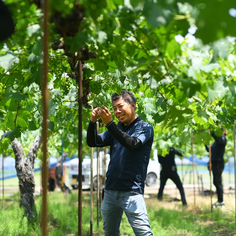 2026幎 æ©æåä» å²¡å±±çç£ æ¡ (çŽ250gÃ2ç)ã»ã·ã£ã€ã³ãã¹ã«ãã(çŽ500gÃ1æ¿) è©°åã æ¡ ã·ã£ã€ã³ãã¹ã«ãã æç© ãã«ãŒã