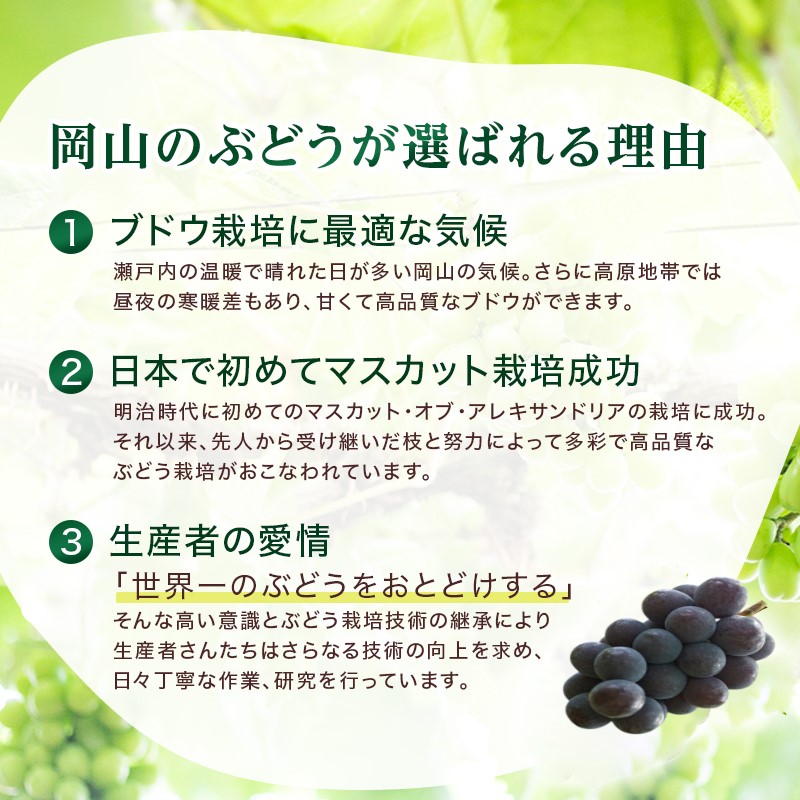 2026年 早期受付 ぶどう ピオーネ 約2kg 3～5房 岡山県高梁市産 岩原農園 葡萄 ブドウ