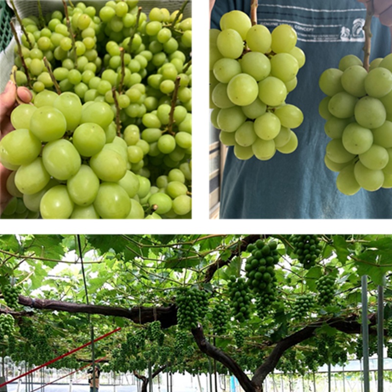 2026幎 æ©æåä» ã¶ã©ã ã·ã£ã€ã³ãã¹ã«ããçŽ2kgïŒ3ïœ5æ¿ïŒ 岡山ç髿¢åžç£ 岩å蟲å è¡è ãããŠ