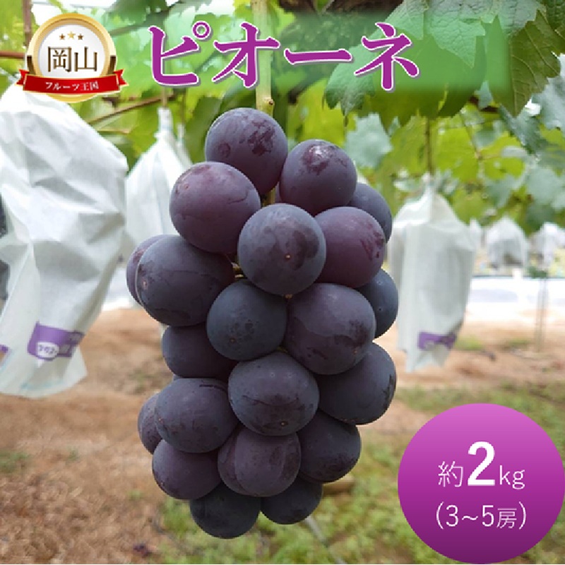 2026年 早期受付 ぶどう ピオーネ 約2kg 3～5房 岡山県高梁市産 岩原農園 葡萄 ブドウ