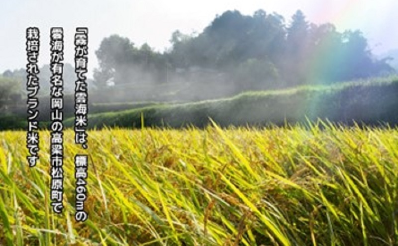 霧が育てた雲海米 特別栽培米 10kg (5kg×2) 雲海米 精米 コシヒカリ 米 コメ お米 おこめ 白米 こしひかり 岡山 高梁市