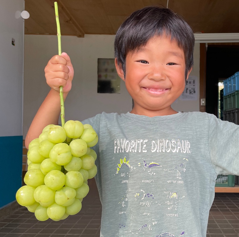 2026幎 æ©æåä» ã¶ã©ã ç¬æžãžã£ã€ã¢ã³ã 3ïœ5æ¿ çŽ2kg 岡山ç髿¢åžç£ ããã¥ã¶ã©ãå åç²§ç®±å
¥ã è¡è ãã㊠蚳ãã