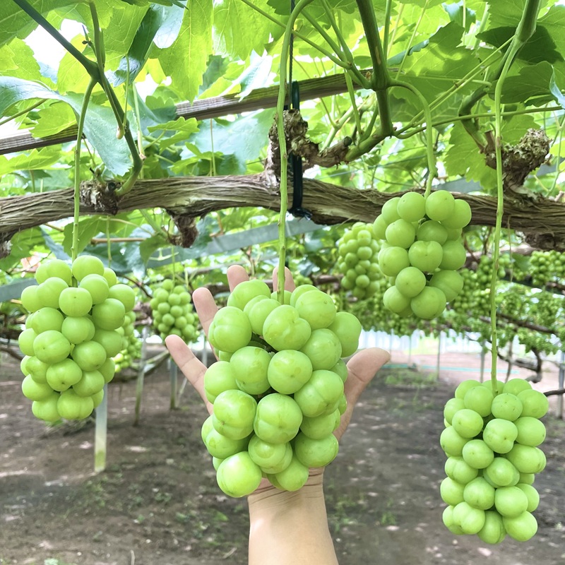 2026幎 æ©æåä» ã¶ã©ã ç¬æžãžã£ã€ã¢ã³ã 3ïœ5æ¿ çŽ2kg 岡山ç髿¢åžç£ ããã¥ã¶ã©ãå åç²§ç®±å
¥ã è¡è ãã㊠蚳ãã