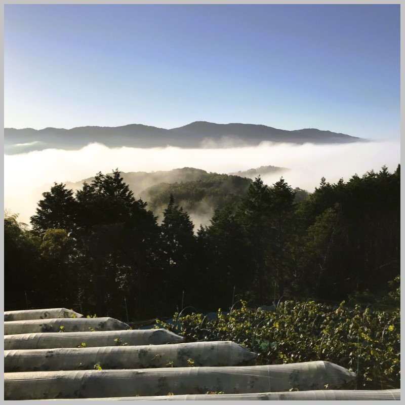 2026幎 æ©æåä» ã¶ã©ã ç¬æžãžã£ã€ã¢ã³ã 3ïœ5æ¿ çŽ2kg 岡山ç髿¢åžç£ ããã¥ã¶ã©ãå åç²§ç®±å
¥ã è¡è ãã㊠蚳ãã