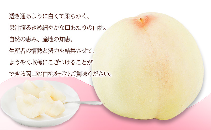 桃 2026年 先行予約 白桃 6玉（1玉300g以上）化粧箱入り もも モモ 岡山県産 国産 フルーツ 果物 ギフト 透き通る 白い 柔らかい 果汁 きめ細やか 恵み 知恵 情熱 贈り物