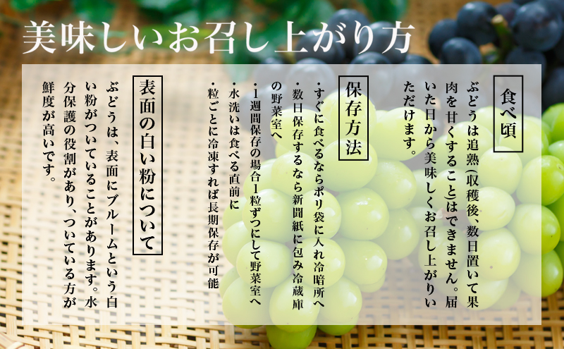 ぶどう 2026年 先行予約 シャイン マスカット 晴王 4房（1房480g以上）約2kg マスカット 岡山県産 国産 フルーツ 果物 ギフト 上品な香り 高級ぶどう 高級シャインマスカット 大粒 種なし 皮ごと