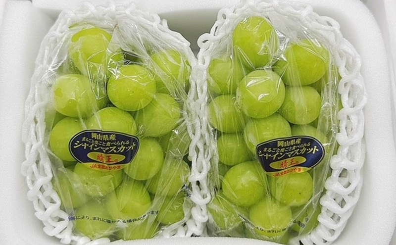 ぶどう 2026年 先行予約 シャインマスカット晴王2房(1房480g以上) 化粧箱入り ブドウ 葡萄 岡山県産 国産 フルーツ 果物 ギフト