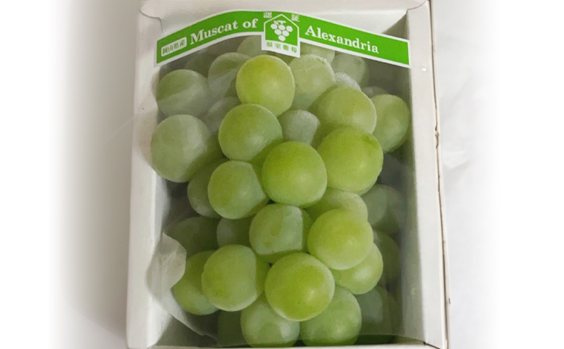 ぶどう 2026年 先行予約 マスカットオブアレキサンドリア 1房(600g以上・秀品以上) 化粧箱入り