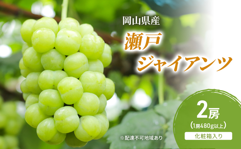 ぶどう 2026年 先行予約 瀬戸ジャイアンツ 2房(1房480g以上) 化粧箱入り ブドウ 葡萄 岡山県産 国産 フルーツ 果物 ギフト