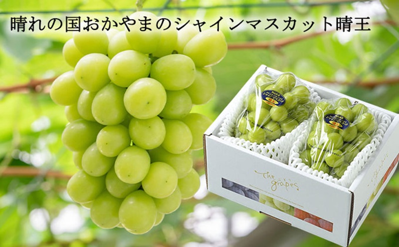 縺カ縺ゥ縺 2026蟷エ 蜈郁。御コ育エ 縺泌ョカ蠎ュ逕ィ 繧キ繝」繧、繝ウ 繝槭せ繧ォ繝繝 譎エ邇 邏400gテ2謌ソ 繝悶ラ繧ヲ 闡。關 蟯。螻ア逵檎肇 蝗ス逕」 繝輔Ν繝シ繝 譫懃黄