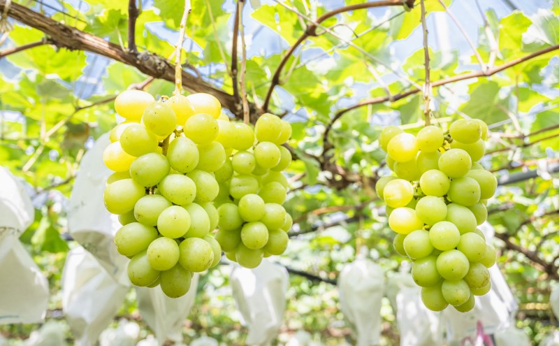 縺カ縺ゥ縺 2026蟷エ 蜈郁。御コ育エ 縺カ縺ゥ縺 縺泌ョカ蠎ュ逕ィ 繧キ繝」繧、繝ウ繝槭せ繧ォ繝繝 譎エ邇 邏400gテ1謌ソ 繝悶ラ繧ヲ 闡。關 蟯。螻ア逵檎肇 蝗ス逕」 繝輔Ν繝シ繝 譫懃黄